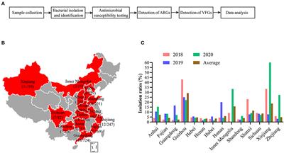 Isolation, Antimicrobial Resistance Phenotypes, and Virulence Genes of Bordetella bronchiseptica From Pigs in China, 2018–2020